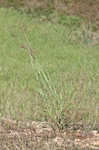 Caucasian bluestem